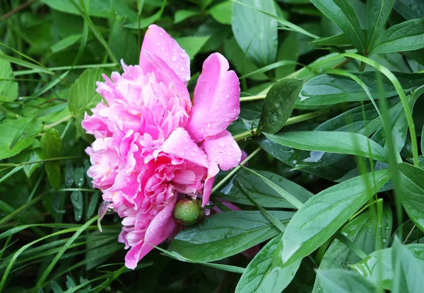 Blooming peony flower — Stock Photo, Image