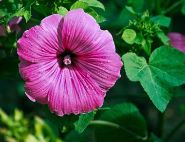 Bahçede pembe bir çiçek