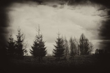 Güzel bir orman manzarasının siyah beyaz fotoğrafı