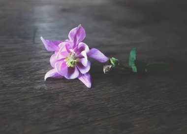 Tahta bir arka planda güzel mor orkide çiçeği 