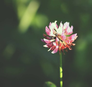 Bahçedeki güzel çiçek