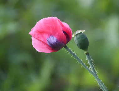 Çiçek açan gelincik çiçeklerinin yakın çekim görüntüsü