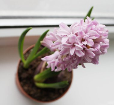 Beyaz arka planda saksıda güzel çiçekler