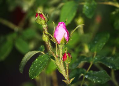 Bahçedeki güzel kırmızı gül