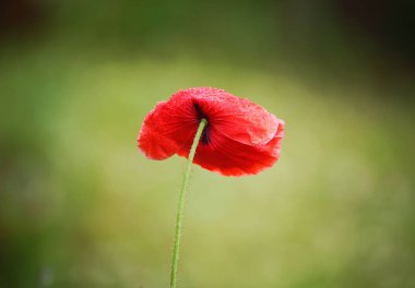 Parlak gelincik çiçeği