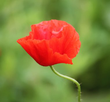 Parlak gelincik çiçeği