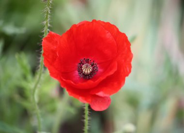 Parlak gelincik çiçeği