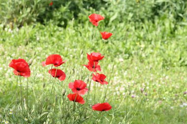 Parlak gelincik çiçeği