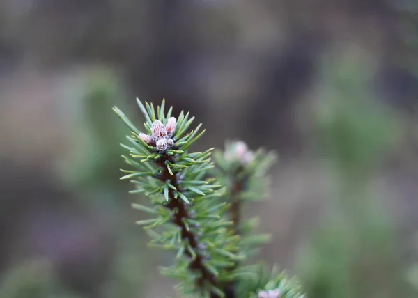 Primer plano del árbol de pino —  Fotos de Stock