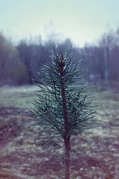 Pine Branch Nature Flora — Zdjęcie stockowe