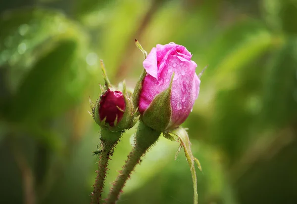 Beautiful Pink Rose Flower Garden — Stock Photo, Image