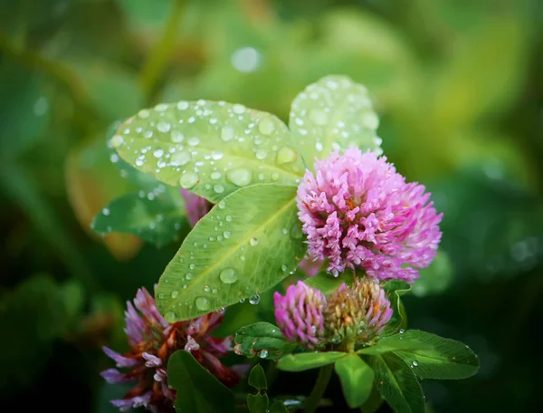 Όμορφα Λουλούδια Στον Κήπο Μετά Βροχή — Φωτογραφία Αρχείου