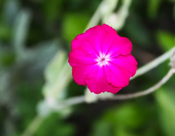 Bela Flor Rosa Jardim — Fotografia de Stock