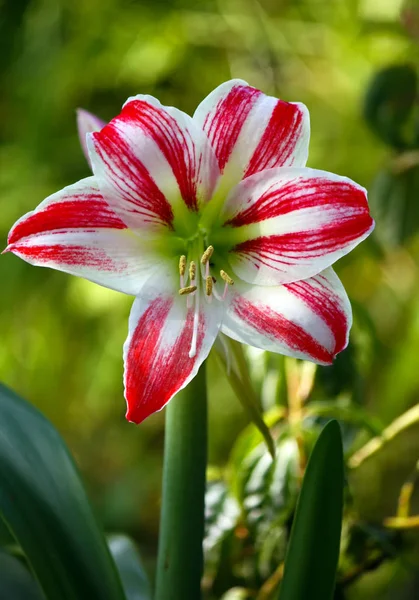 Flores Lirio Jardín Verano Luz Del Sol Cerca — Foto de Stock