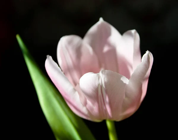 Hermoso Tulipán Jardín — Foto de Stock