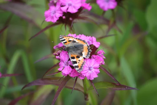 Primer Plano Una Mariposa Sobre Una Flor — Foto de Stock