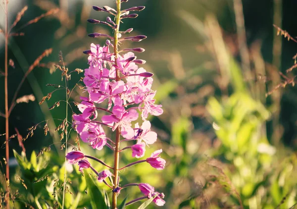 Mooie Bloemen Tuin — Stockfoto