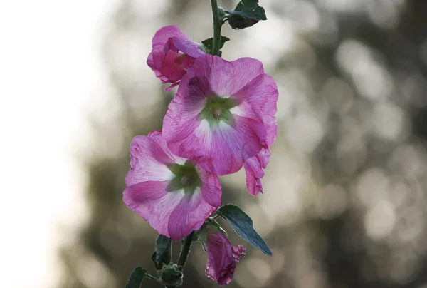 Bellissimi Fiori Rosa Giardino — Foto Stock