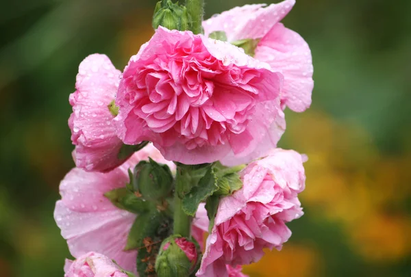 Beautiful Pink Roses Garden — Stock Photo, Image