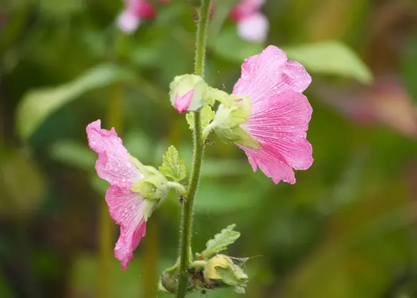 Closeup View Beautiful Blossoming Flowers — Stok fotoğraf