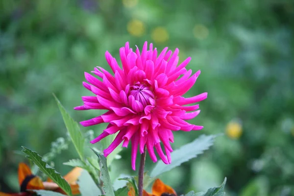 Piękny Różowy Kwiat Dahlii Ogrodzie — Zdjęcie stockowe