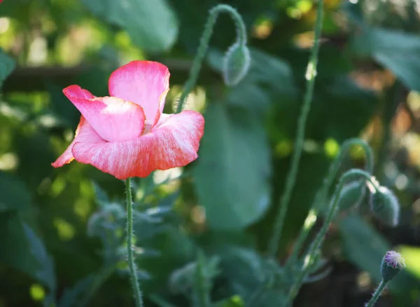 Beautiful Flowers Garden — Stock Photo, Image