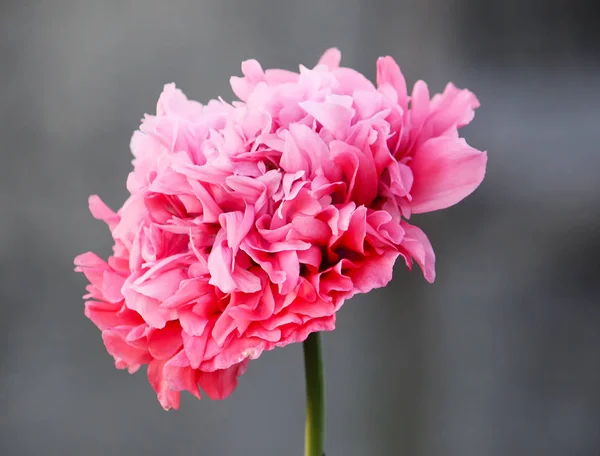 Piękny kwiat maku — Zdjęcie stockowe