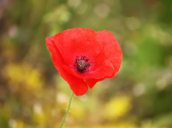 Mooie papaver bloemen in de zomer tuin — Stockfoto