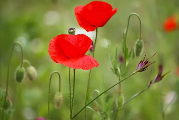 Tuinplanten Buiten Decor — Stockfoto