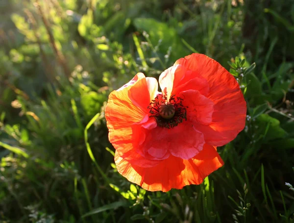 Heldere papaverbloem — Stockfoto