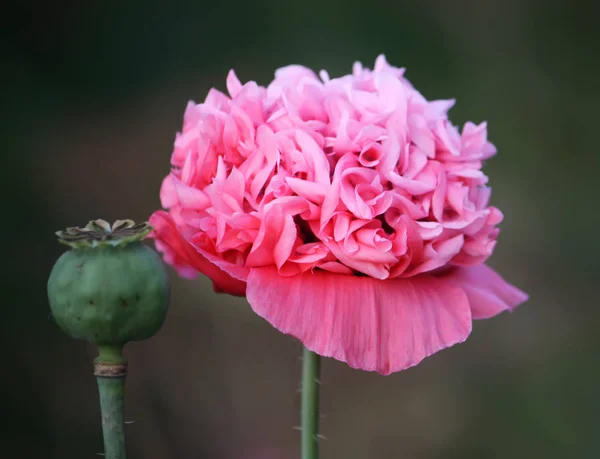 Piękny kwiat maku z bliska — Zdjęcie stockowe
