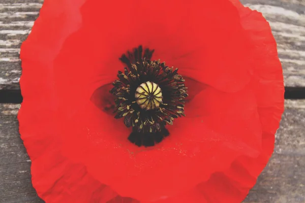 Flor de amapola brillante —  Fotos de Stock