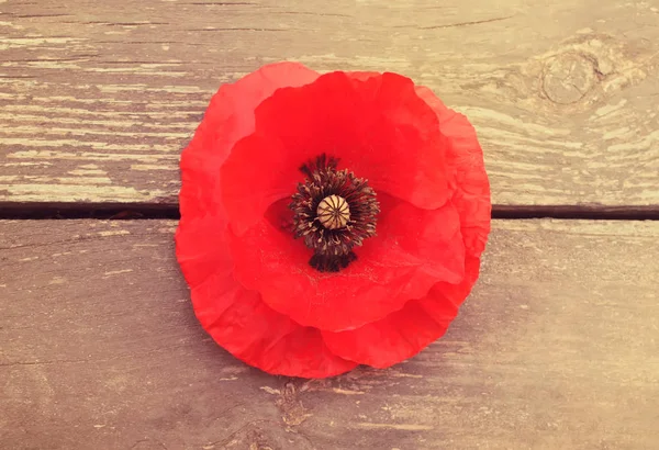 Leuchtende Mohnblume — Stockfoto