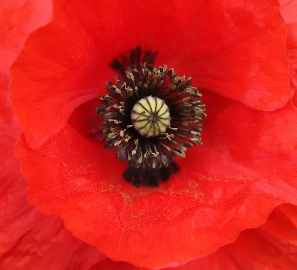 Heldere papaver bloem close-up — Stockfoto