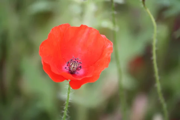 Flor de papoula brilhante — Fotografia de Stock