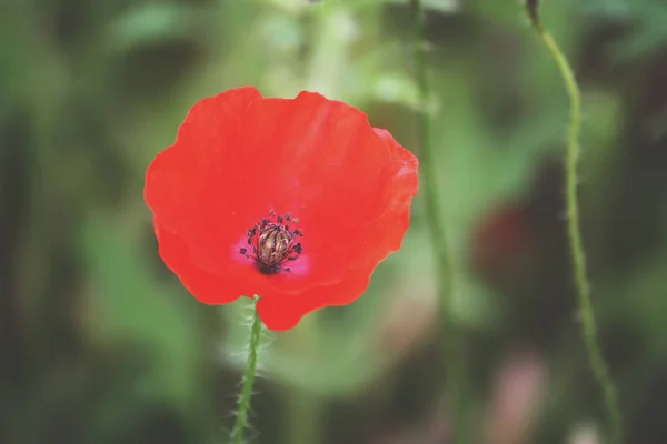 Heldere papaverbloem — Stockfoto