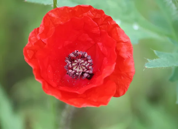 Flor de papoula brilhante — Fotografia de Stock