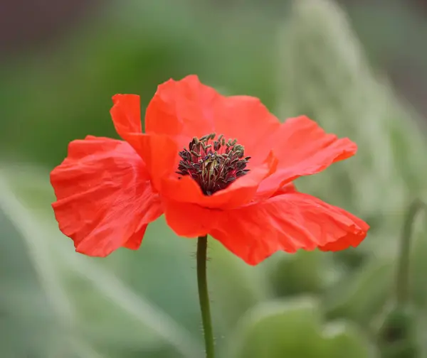 Bright poppy flower — Stock Photo, Image