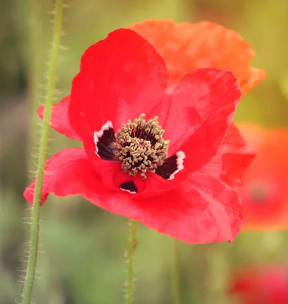 Heldere papaverbloem — Stockfoto