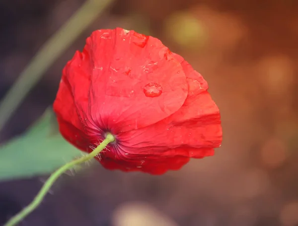 Heldere papaverbloem — Stockfoto