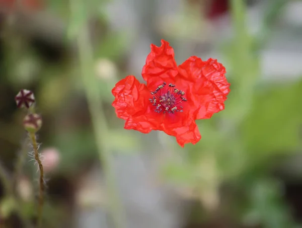 明るいケシの花 — ストック写真
