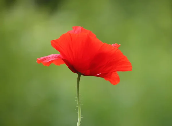 Heldere papaverbloem — Stockfoto