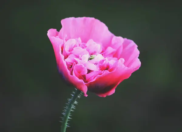 Vacker rosa vallmo blomma — Stockfoto