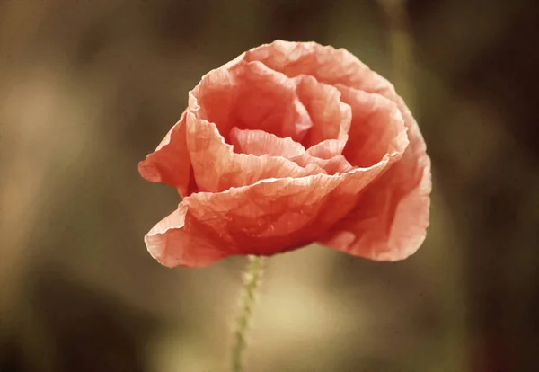 Leuchtende Mohnblume — Stockfoto