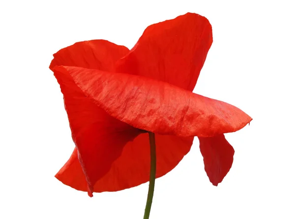 Flor de amapola brillante — Foto de Stock