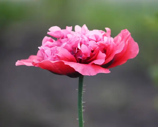 Linda flor de papoula — Fotografia de Stock