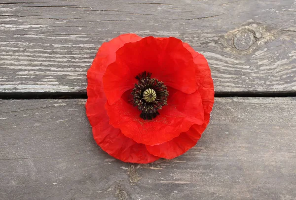 Leuchtende Mohnblume — Stockfoto