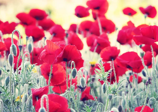 Bellissimi fiori di papavero rosso — Foto Stock