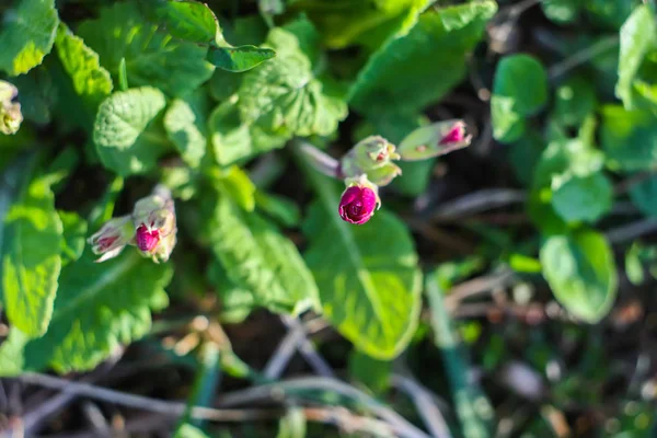 Fioletowe kwiaty primula — Zdjęcie stockowe