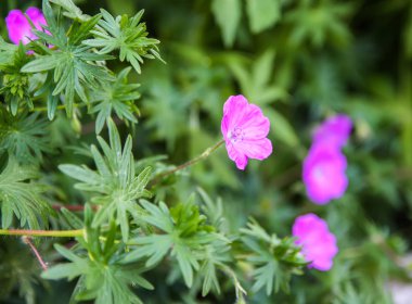 vahşi doğada mor çiçekler.
